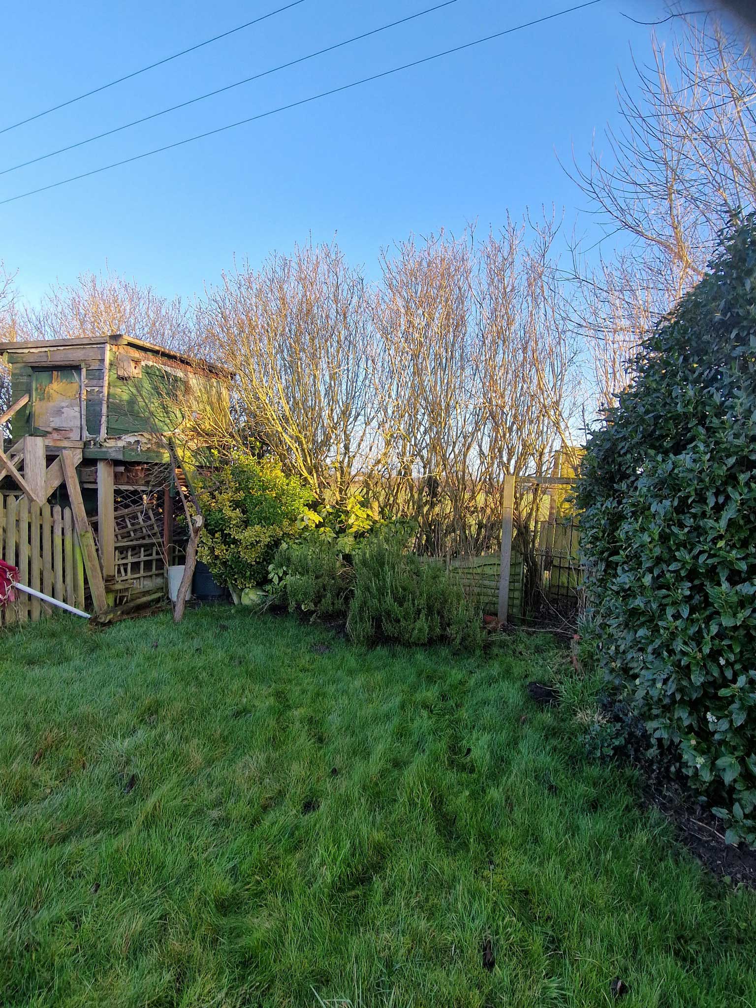 hedge that needs maintained and trimmed